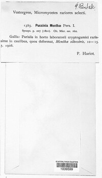 Puccinia menthae image